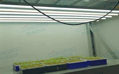 UV紫外線照射實(shí)驗(yàn)：植物如何應(yīng)對自然環(huán)境中的紫外線威脅？